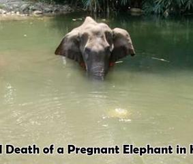 Brutal Death of a Pregnant Elephant in Kerala