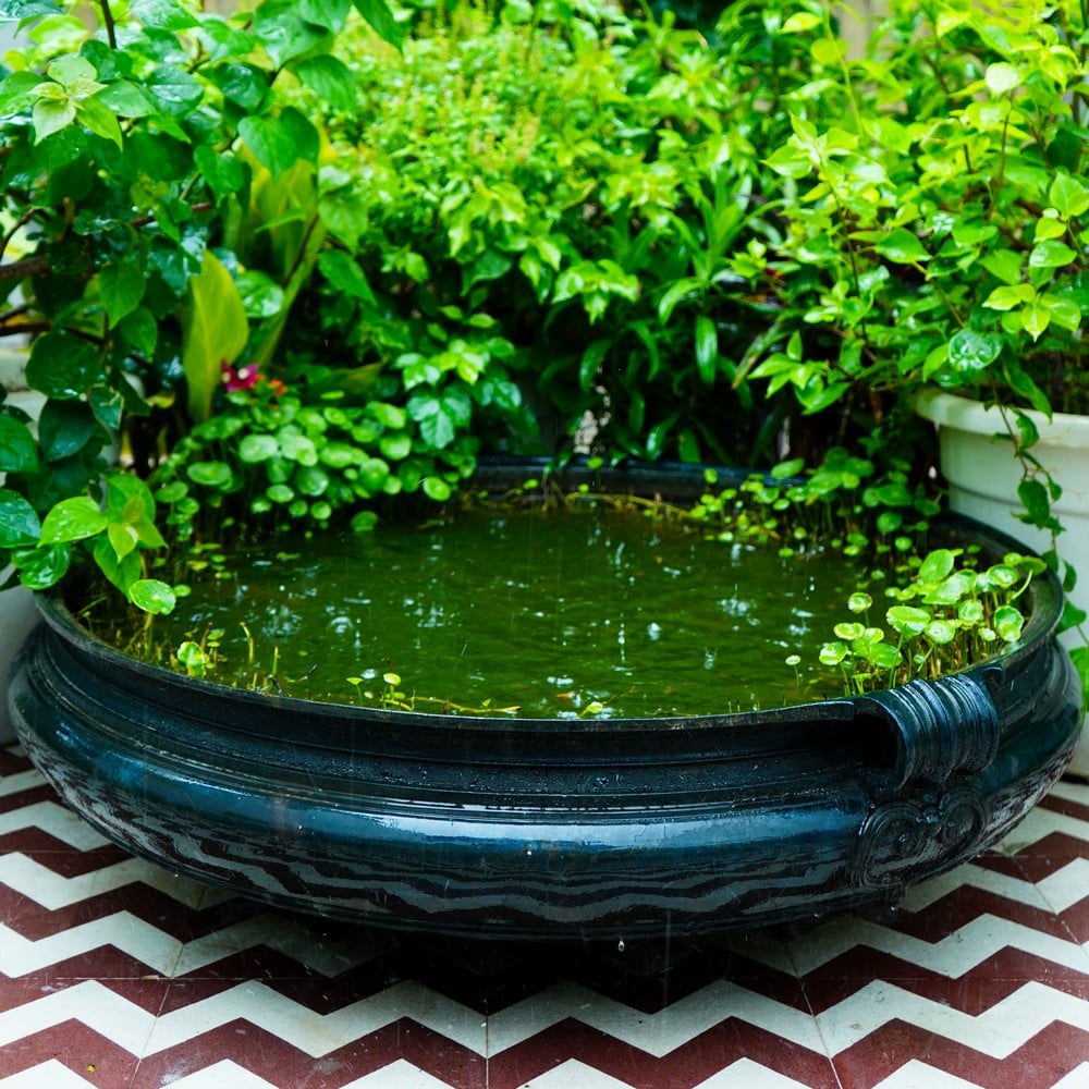 Urli, Pots & Planters