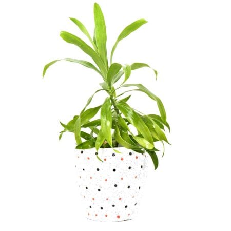 Ceramic Offwhite Polka Bucket Planter Pot 