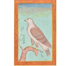 A Fine Anglo-Indian Hawk Print For Gifting