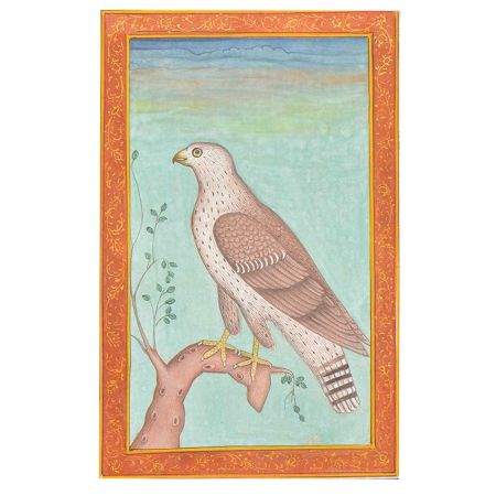 A Fine Anglo-Indian Hawk Print For Gifting