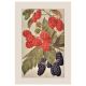 Wild Raspberry Botanical Prints