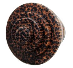 Round Wood Knobs