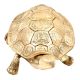 Handmade Brass Tortoise Storage Box