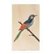 Miniature Colorful Bird Watercolor Canvas Painting