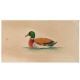 Miniature Wild Duck In Water Watercolor Painting