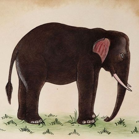 Watercolor Painting Of An Indian Elephant