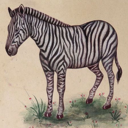 Zebra Unframed Watercolor Painting
