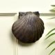 Antique Sea Shell Iron Door Knocker