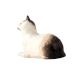 White  Porcelain Miniature Cat Figurine
