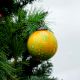 Round Yellow and Green Decorative Glass Hanging Ornament