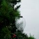 Clear Avocado Box Cut Christmas Hanging